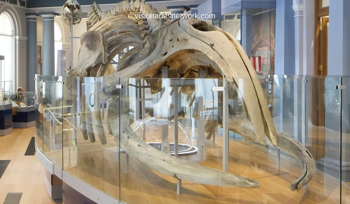 Hull Maritime Museum Reopening Brings New Exhibits