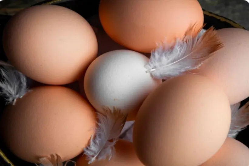 Salmonella Outbreak from Eggs Sparks Multi-State Recall